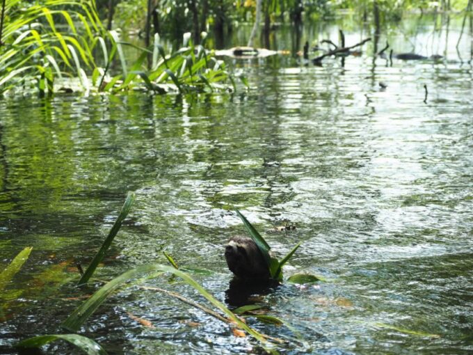Pacaya-Samiria National Reserve: Multi Day Jungle Expedition - Recommendations for Travelers