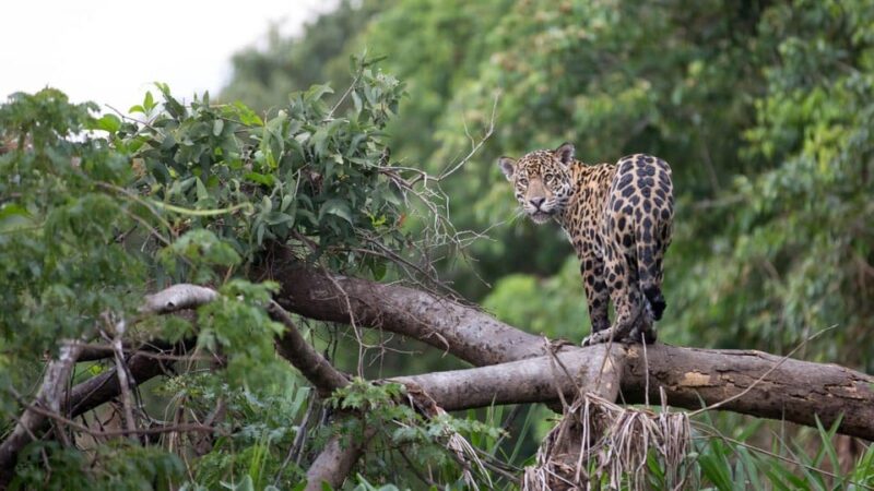 Pacaya Samiria Reserve – 3 Days and 2 Nights - Transportation and Guides
