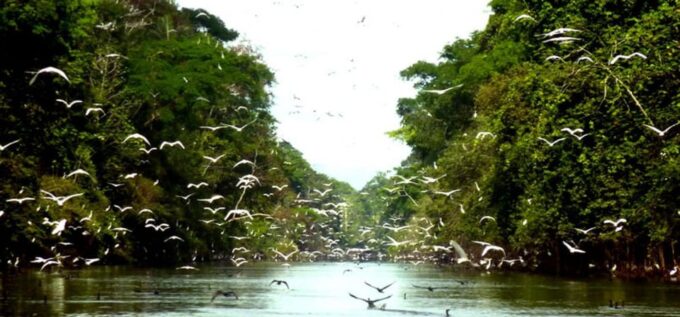 Pacaya Samiria Reserve – 3 Days and 2 Nights - Pacaya Samiria Reserve
