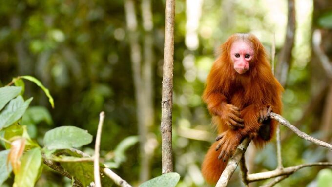 Pacaya Samiria Reserve – 5 Days and 4 Nights - Getting to the Reserve