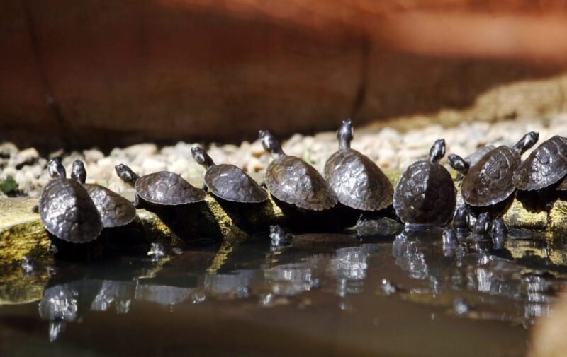 Pacaya Samiria Reserve – 5 Days and 4 Nights - Exotic Animal Search