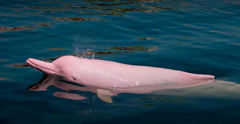 Pacaya Samiria Reserve Tour 4 D | Marañon River|From Iquitos - Itinerary Highlights