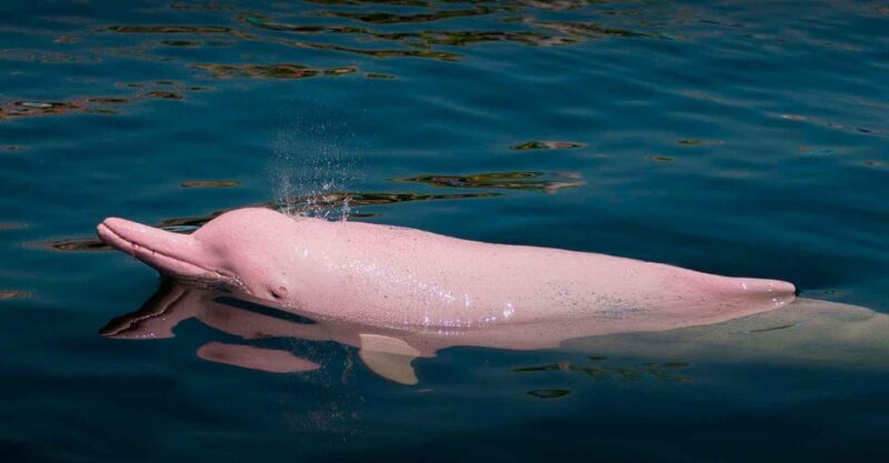 Pacaya Samiria Reserve Tour 4 D | Marañon River|From Iquitos - Wildlife and Nature Experiences