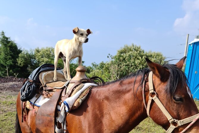 Pacaya Volcano Luxury Sunset Horseback Riding Tour/ Dinner Cooked By-Lava Chef - Booking and Pricing