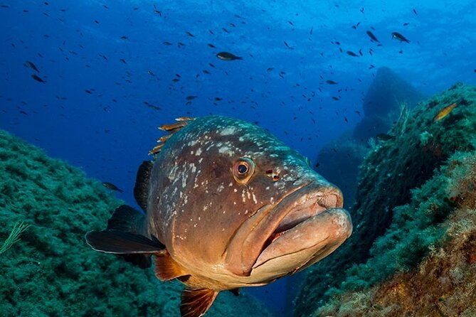Package of 4 Double Dives in the Capo Carbonara Marine Protected Area - Key Points