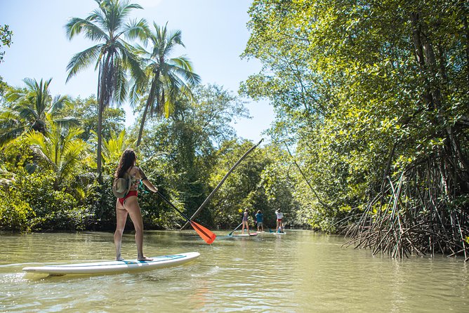 Paddle Board Mangrove Tour - Key Points