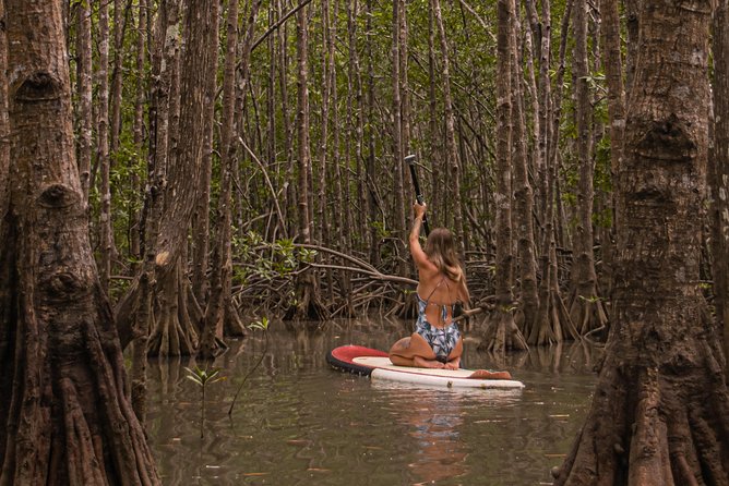 Paddle Board Mangrove Tour - Tour Location