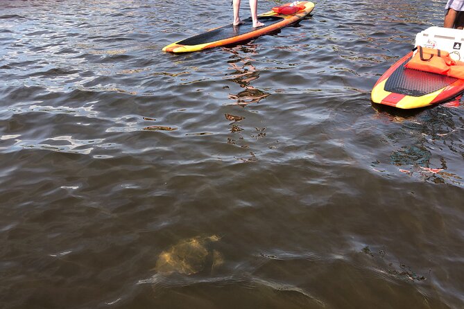 Paddle Board Rental - Paddle Board Features