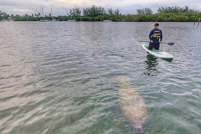 Paddle Boarding Eco Adventure Tour Jupiter Florida - Singer Island - Wildlife Sightings