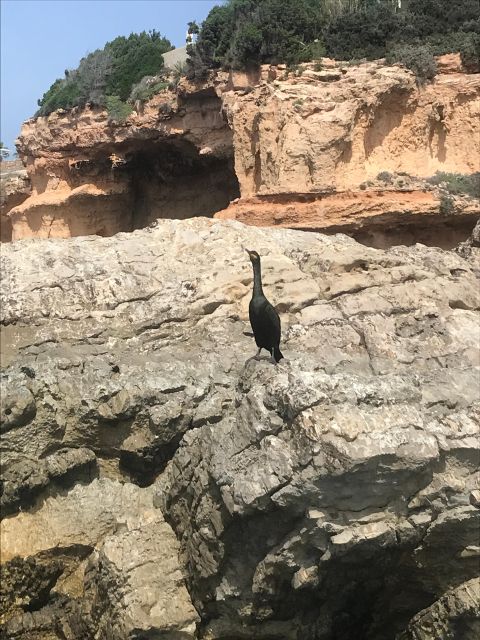Paddle Surf Course, Cave Visit, Coves, Snorkeling - Inclusions