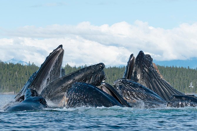Paddle With Whales! Kayak Adventure - Safety and Regulations