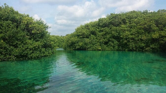 Paddleboard Cenote Tour - Key Points