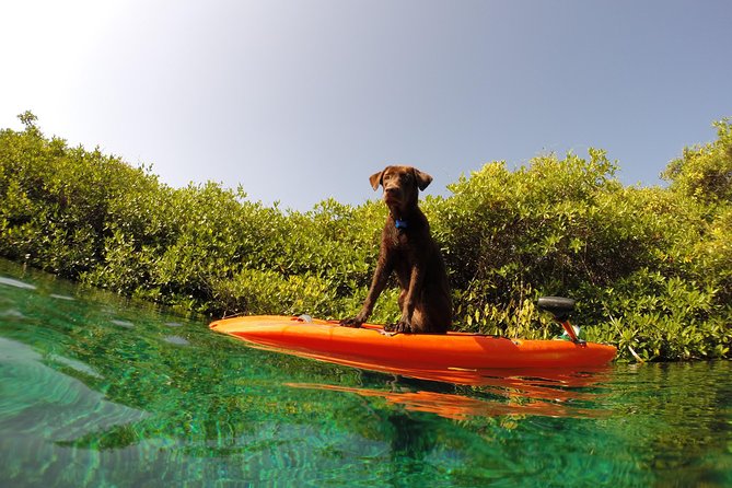 Paddleboard Cenote Tour - Suitable Participants