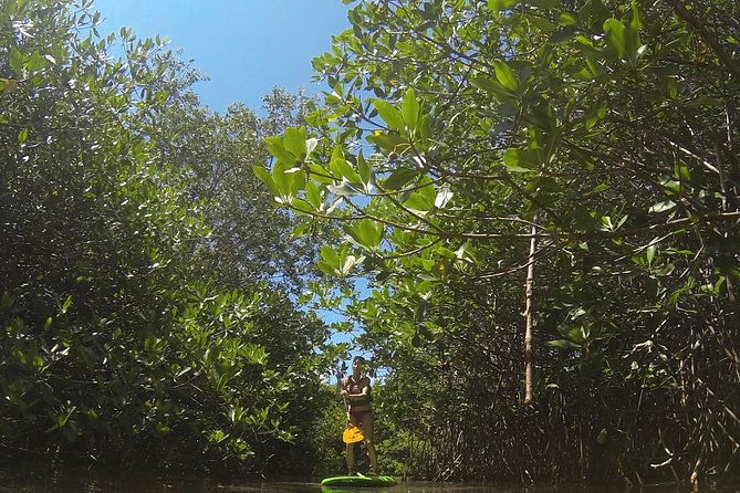 Paddleboard Cenote Tour - Pricing and Booking