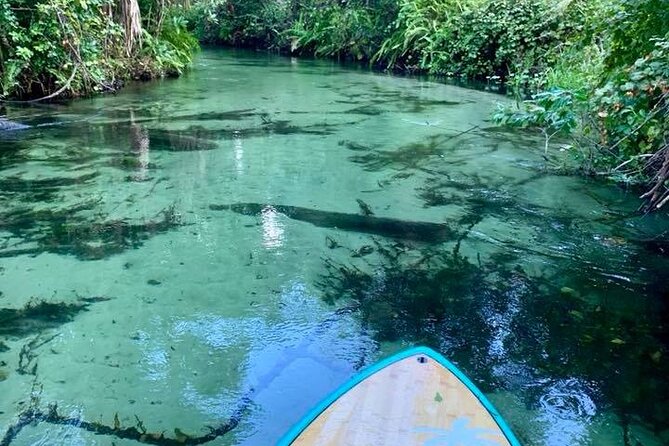 Paddleboard Emerald Cut: Orlandos Most Scenic Location! - Safety and Accessibility Considerations