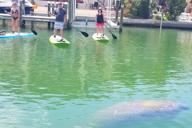 Paddleboard Tour Through Lido Mangrove Tunnels - Wildlife Sightings During the Tour