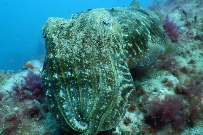 PADI Advanced Diving Course in Gran Canaria - Participant Capacity and Fitness
