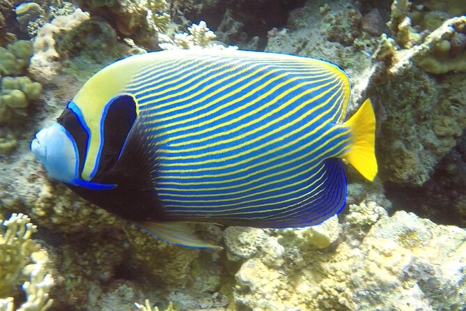 PADI Advanced Diving Course in Hurghada - Learn Scuba Diving - Review and Rating