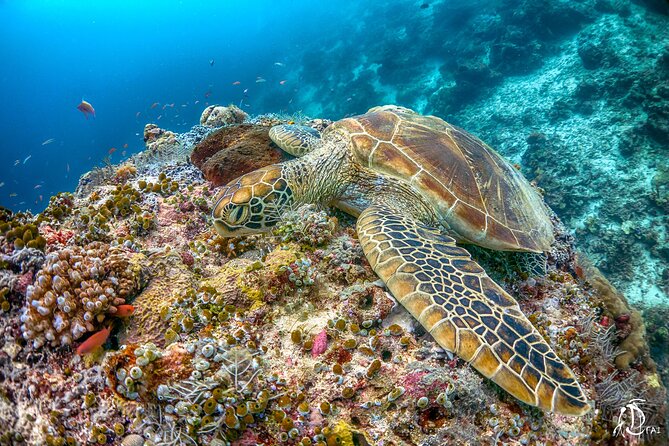 PADI Advanced Open Water Course Kota Kinabalu - Group Size