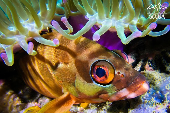 PADI Advanced Open Water Diver Course in Koh Phangan - Meeting and Pickup