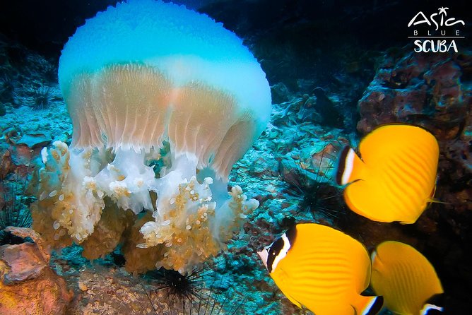 PADI Advanced Open Water Diver Course in Koh Phangan - Health and Accessibility