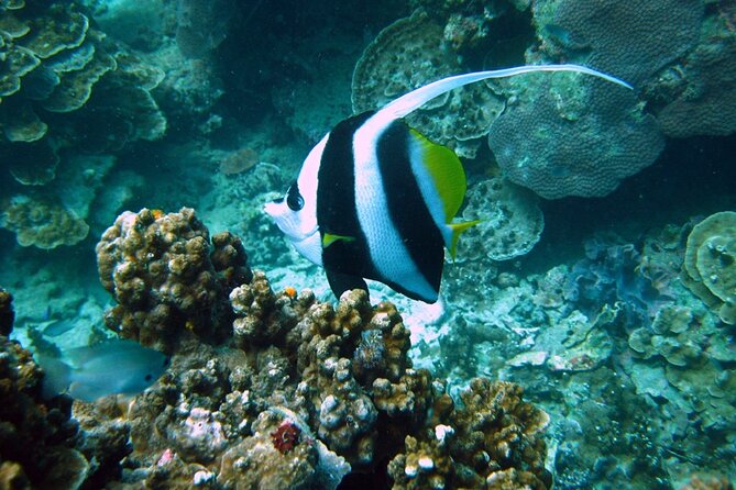 PADI Advanced Open Water Diver Course Two Days One Night Included Accommodation - Specialty Dive Options