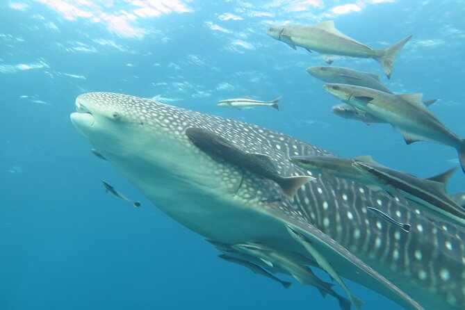 PADI Advanced Open Water Diver Course Two Days One Night Included Accommodation - Informative and Professional Guidance