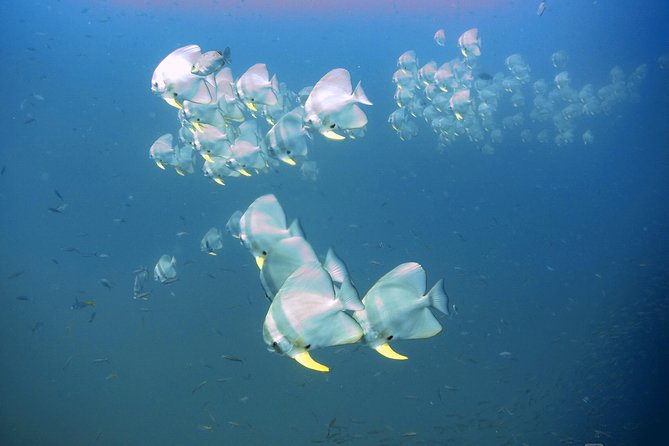 Padi Advanced Open Water Diver Courses (Start at Ko Kut) - Inclusions