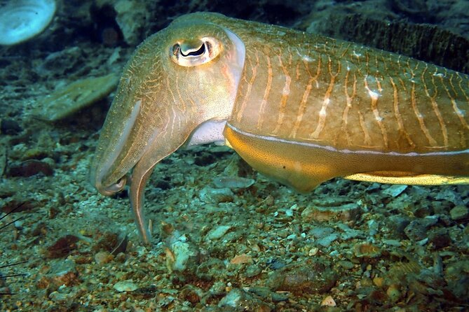 PADI Discover Scuba 2 Times Diving Phuket - Ethical Elephant Encounters in Phuket