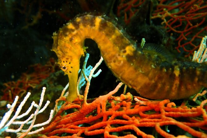 PADI Discover Scuba 3 Times Diving Phuket - Pickup and Transportation