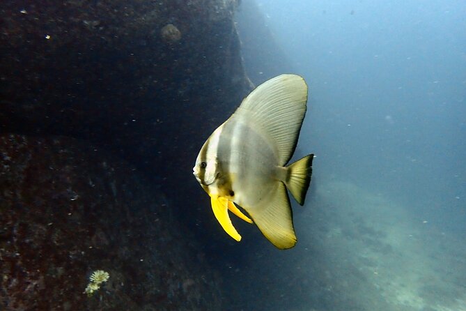 PADI Discover Scuba 3 Times Diving Phuket - Instructor and Training Details