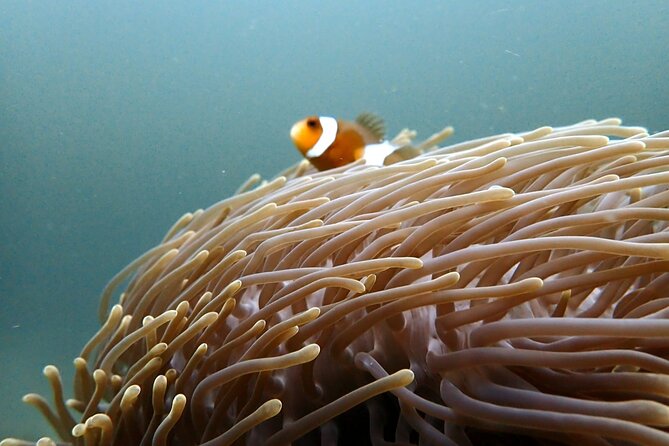 PADI Discover Scuba 3 Times Diving Phuket - Diving Certification and Licenses