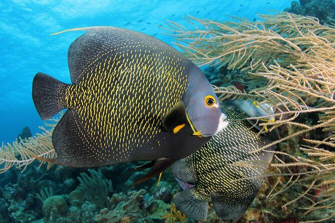 PADI Discover Scuba Dive at 5 Star Dive Center Blue Bay Dive, Curacao - Why Blue Bay Dive Stands Out