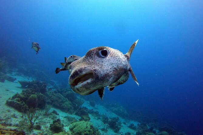 PADI Discover Scuba Dive - Location and Accessibility