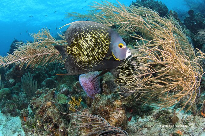 PADI Discover Scuba Dive - Meeting and Pickup Details
