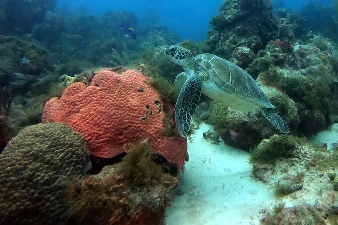 PADI Discover Scuba Dive - Participation Requirements