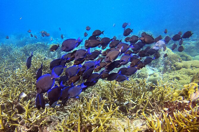 PADI Discover Scuba Dive - Booking Information