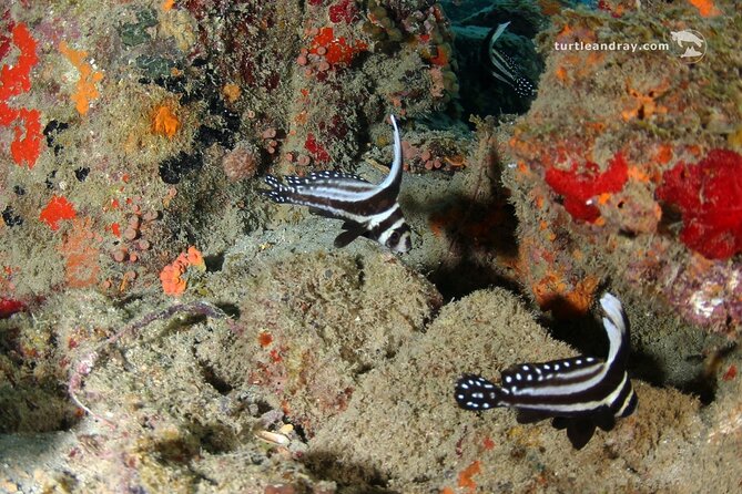 PADI Discover Scuba Dive - What to Expect