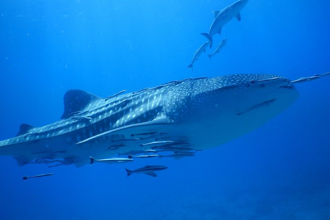 PADI Discover Scuba Dive Experience - Gear, Meals, and Transfers