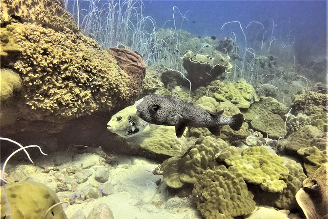 PADI Discover Scuba Dive Experience - Additional Important Information