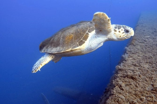 PADI Discover Scuba Diving (2 Dives & Photos) - Package Inclusions and Pricing