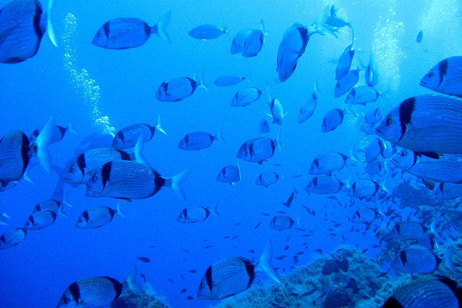 PADI Discover Scuba Diving (2 Dives & Photos) - Meeting and Pickup Details