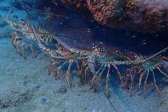 PADI Discover Scuba Diving at Champagne Reef Dominica - Exploring Champagne Beach