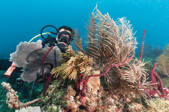 PADI Discover Scuba Diving Course in Bayahibe - Meeting and Pickup