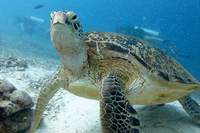 PADI Discover Scuba Diving DSD - Try-Dive Experience! - Key Points