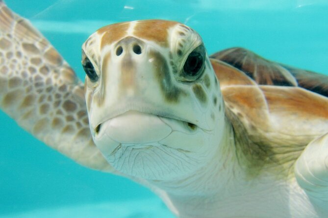 PADI Discover Scuba Diving DSD - Try-Dive Experience! - Experienced Instructors
