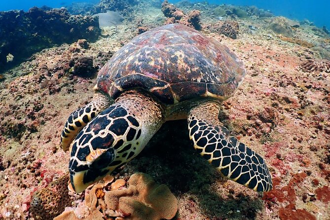 PADI Discover Scuba Diving for Beginners (Non Certified Divers) - Meeting Point and Timings
