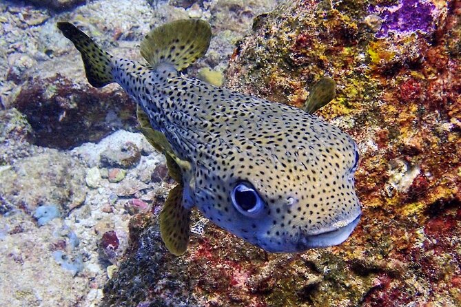 PADI Discover Scuba Diving for Beginners (Non Certified Divers) - Participation Restrictions