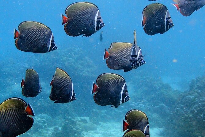 PADI Discover Scuba Diving for Beginners (Non Certified Divers) - Group Size and Capacity