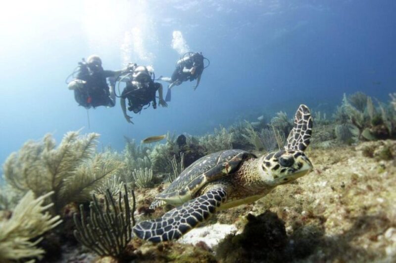 PADI Discover Scuba Diving for Divers Without Certification - Experience Overview